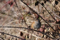 Passera scopaiola (Prunella modularis)